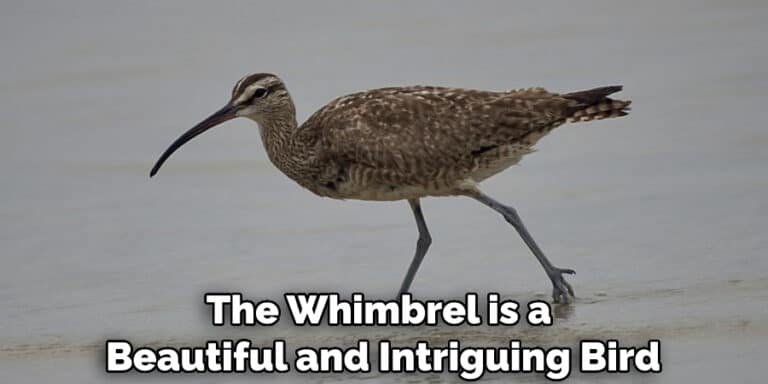 Whimbrel Spiritual Meaning, Symbolism and Totem | Instructions