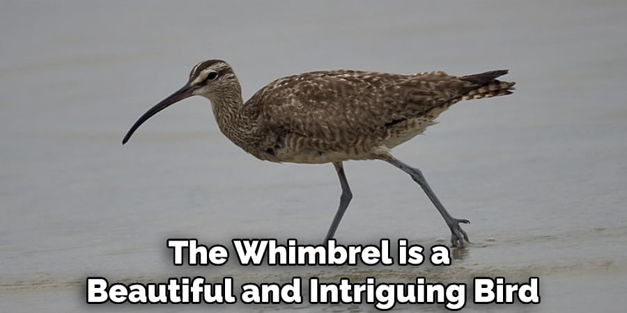 The Whimbrel is a Beautiful and Intriguing Bird