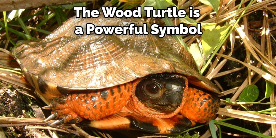 The Wood Turtle is a Powerful Symbol