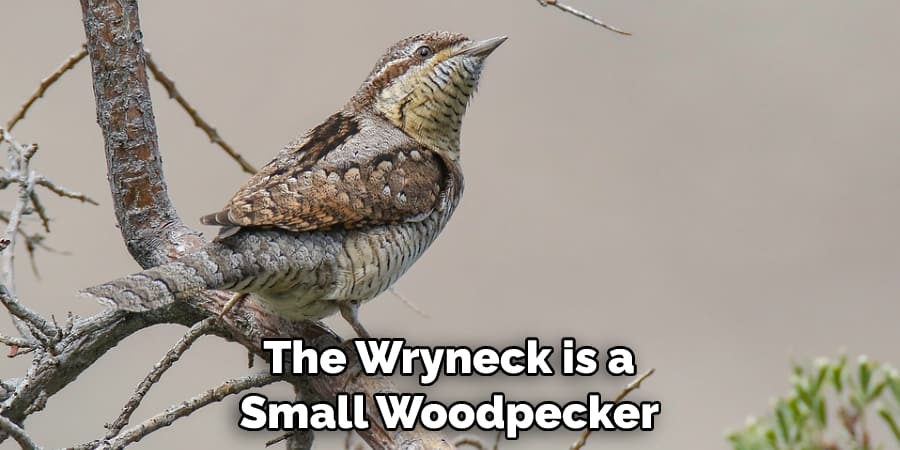 The Wryneck is a Small Woodpecker 
