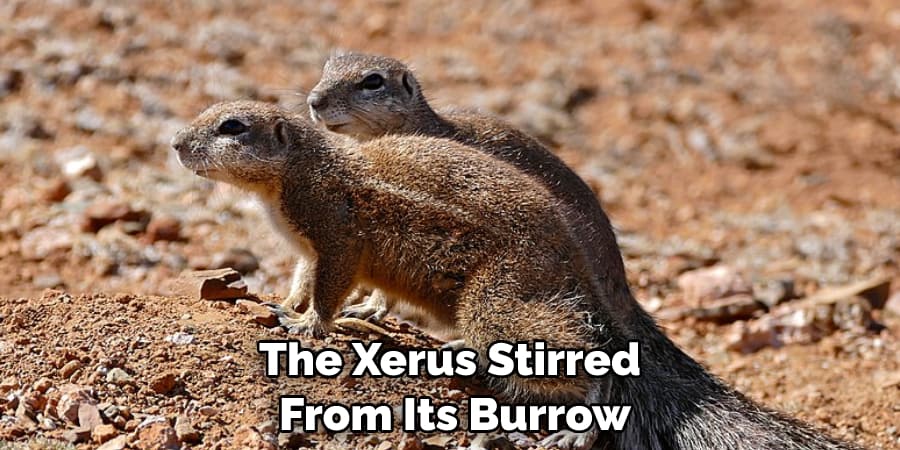 The Xerus Stirred From Its Burrow