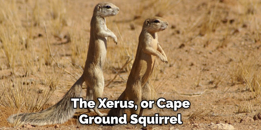 The Xerus, or Cape Ground Squirrel