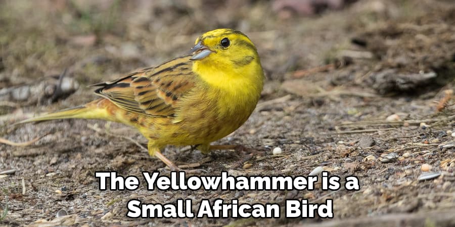 The Yellowhammer is a Small African Bird