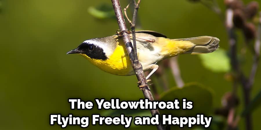 The Yellowthroat is Flying Freely and Happily