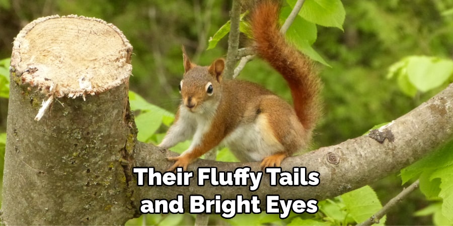 Their Fluffy Tails and Bright Eyes