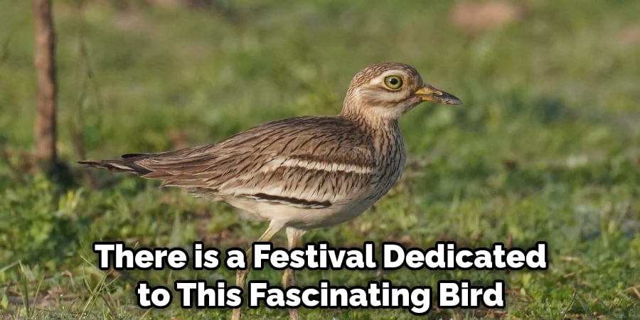 There is a Festival Dedicated to This Fascinating Bird
