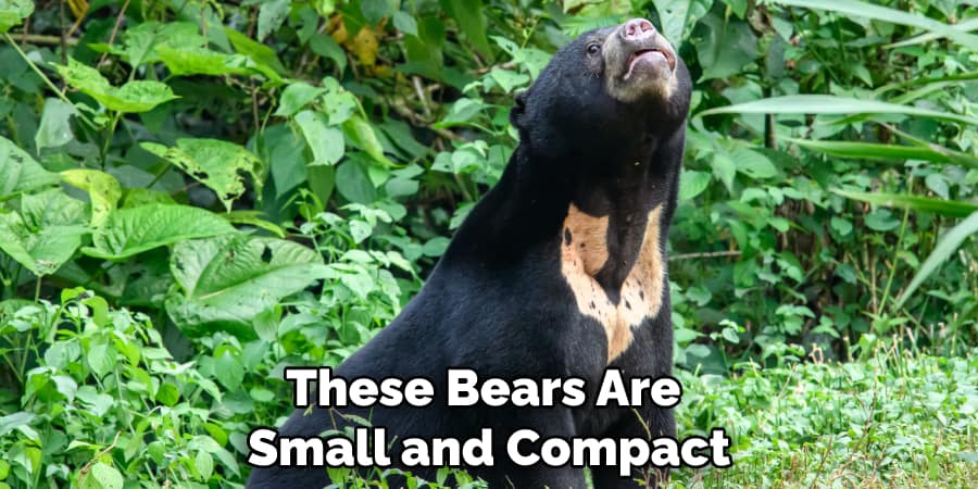 These Bears Are Small and Compact