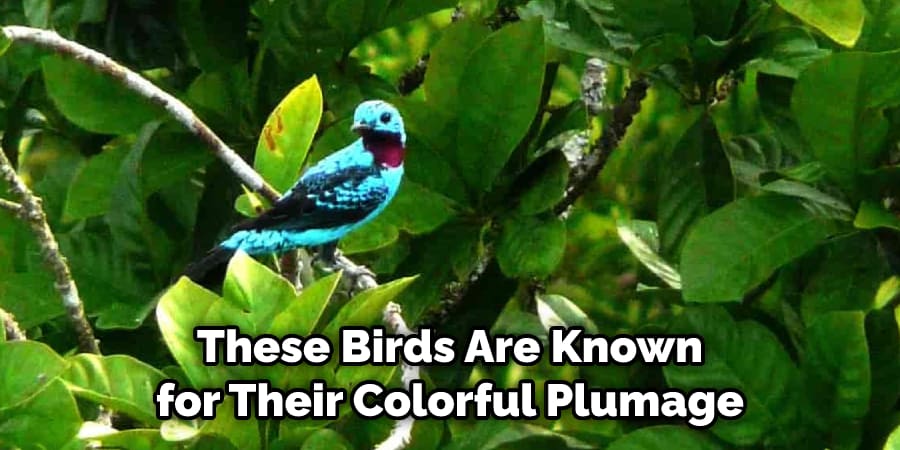These Birds Are Known for Their Colorful Plumage