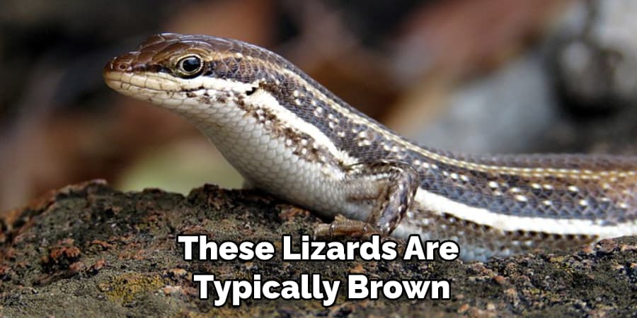 These Lizards Are Typically Brown