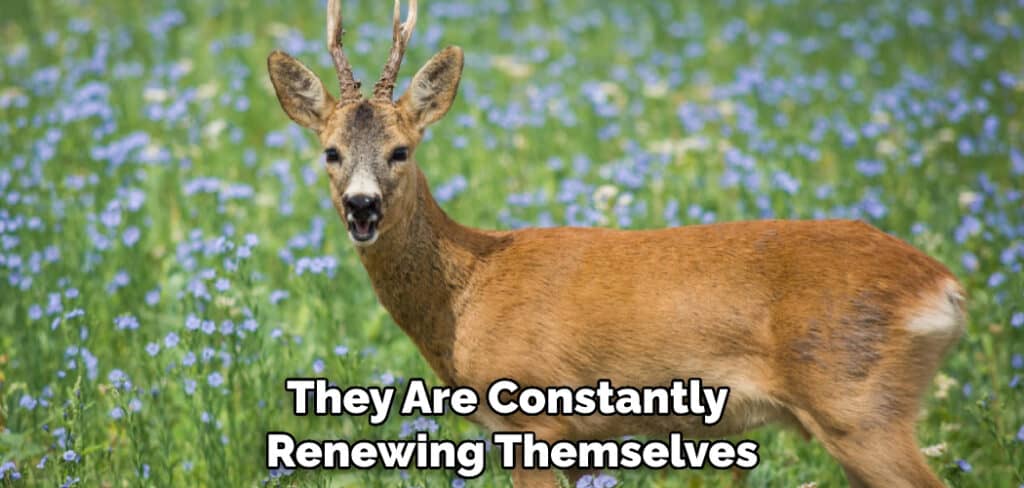 They Are Constantly Renewing Themselves