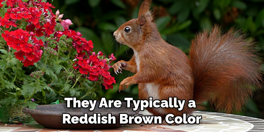They Are Typically a Reddish Brown Color