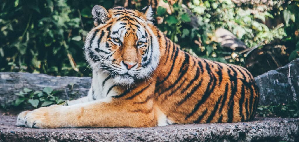 Tiger Spiritual Meaning