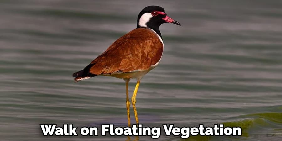 Walk on Floating Vegetation