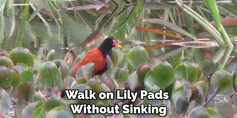Walk on Lily Pads Without Sinking