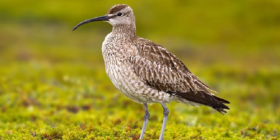 Whimbrel Spiritual Meaning