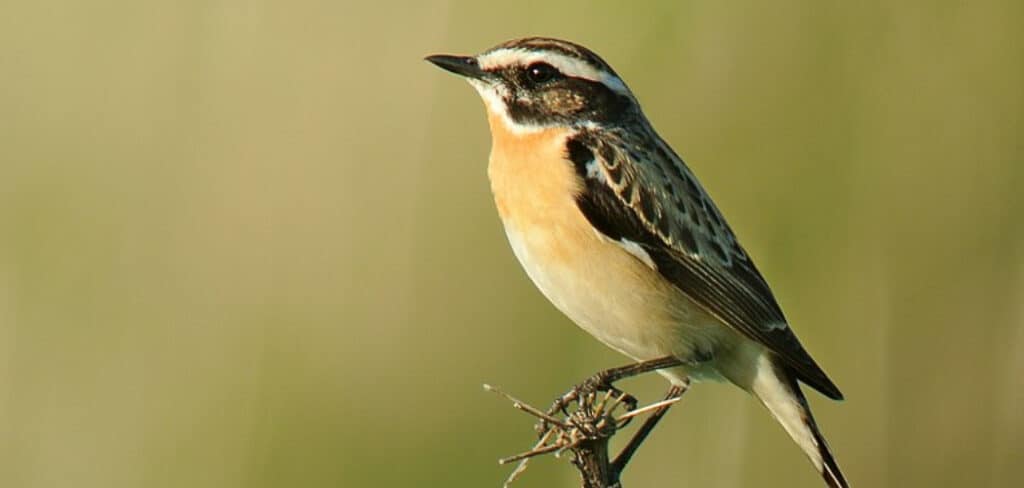 Whinchat Bird Spiritual Meaning, Symbolism and Totem