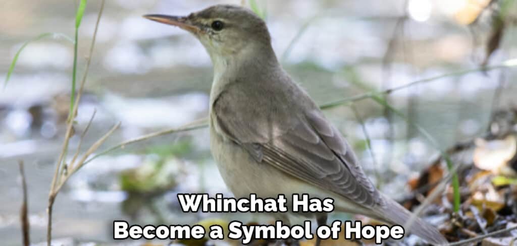 Whinchat Has Become a Symbol of Hope