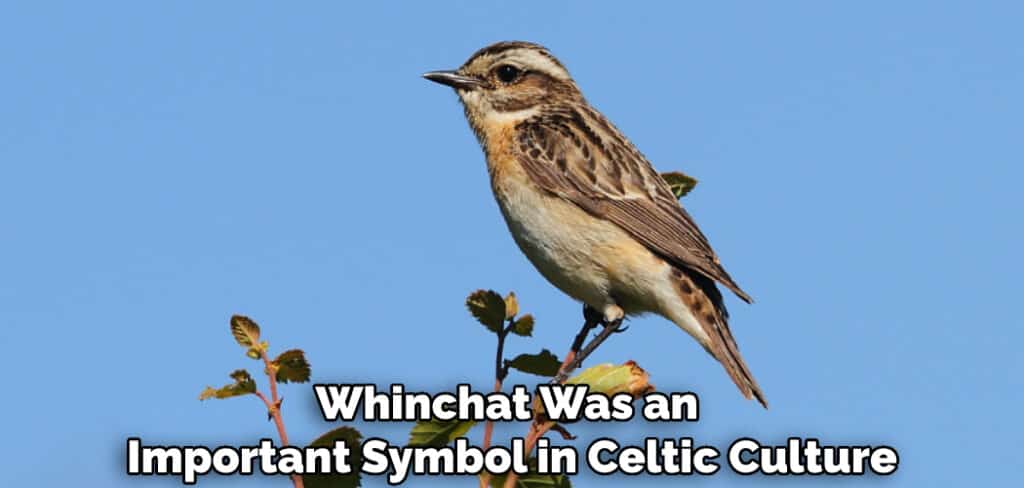 Whinchat Was an Important Symbol in Celtic Culture