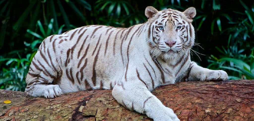 White Tiger Spiritual Meaning
