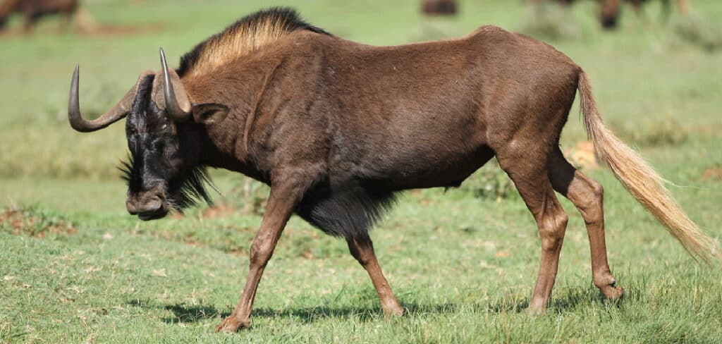 Wildebeest Spiritual Meaning