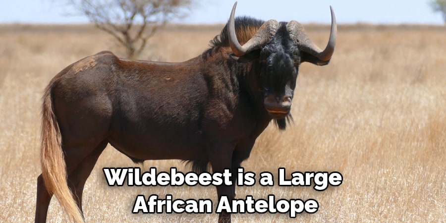 Wildebeest is a Large African Antelope