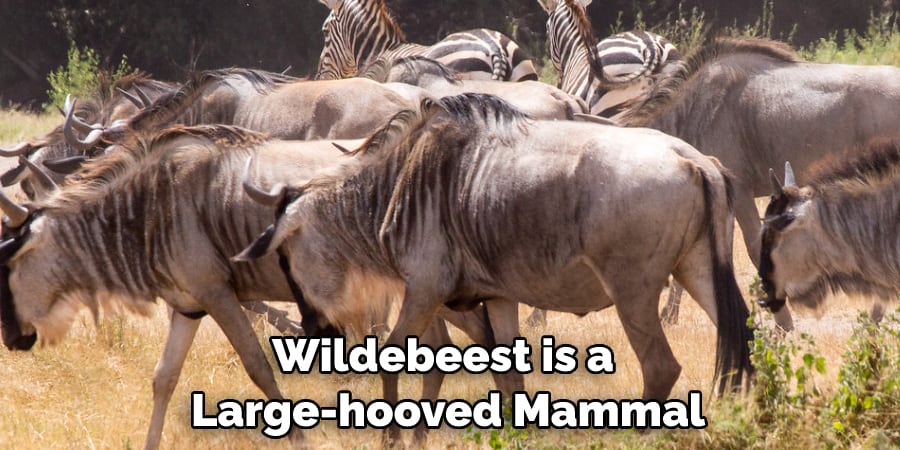 Wildebeest is a Large-hooved Mammal