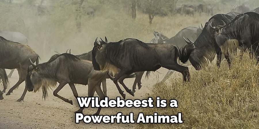 Wildebeest is a Powerful Animal
