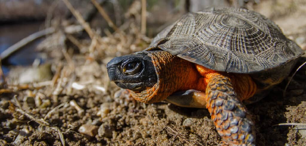 Wood Turtle Spiritual Meaning, Symbolism and Totem