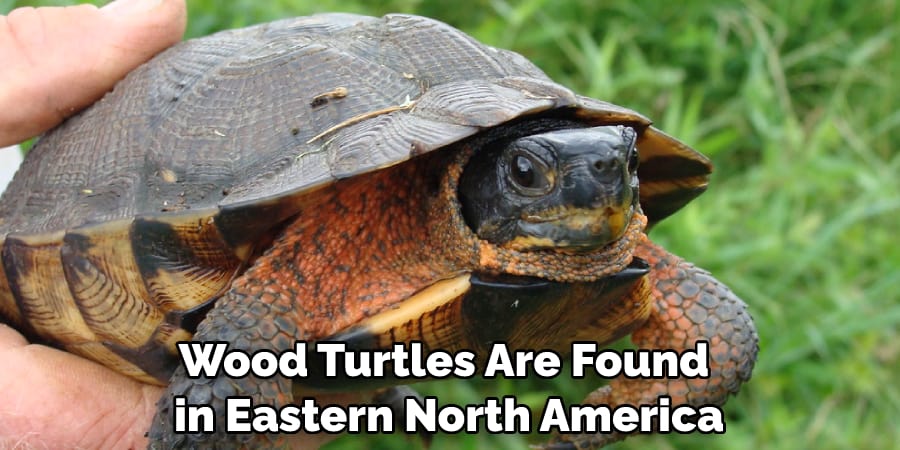 Wood Turtles Are Found in Eastern North America