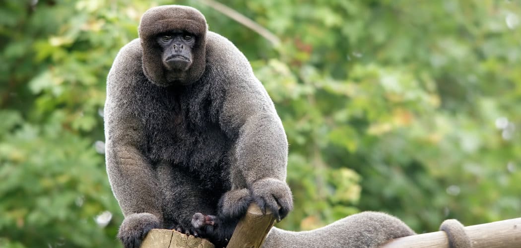 Woolly Monkey Spiritual Meaning, Symbolism and Totem