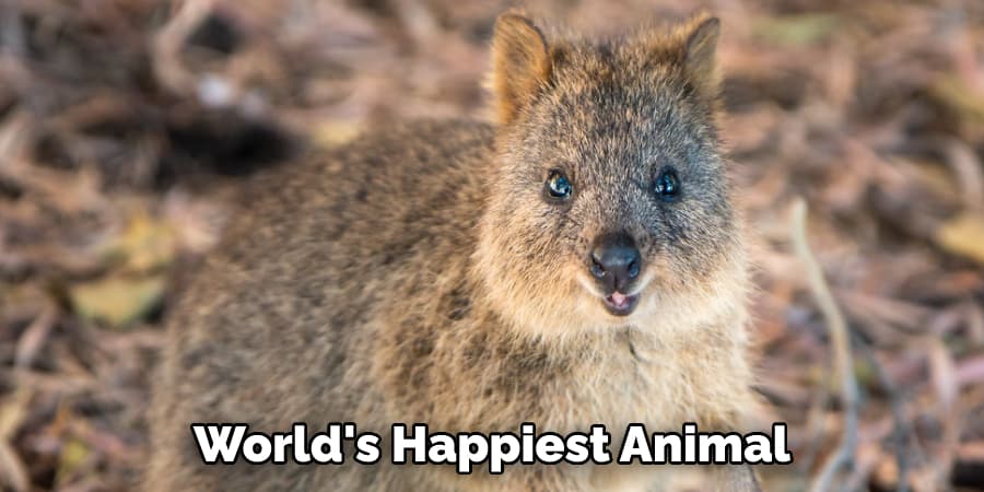 World's Happiest Animal