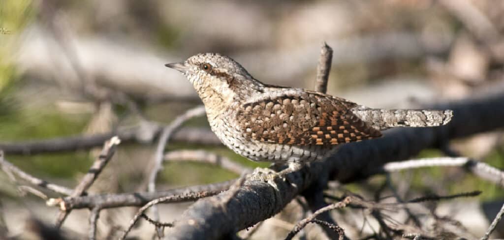 Wryneck Spiritual Meaning, Symbolism and Totem