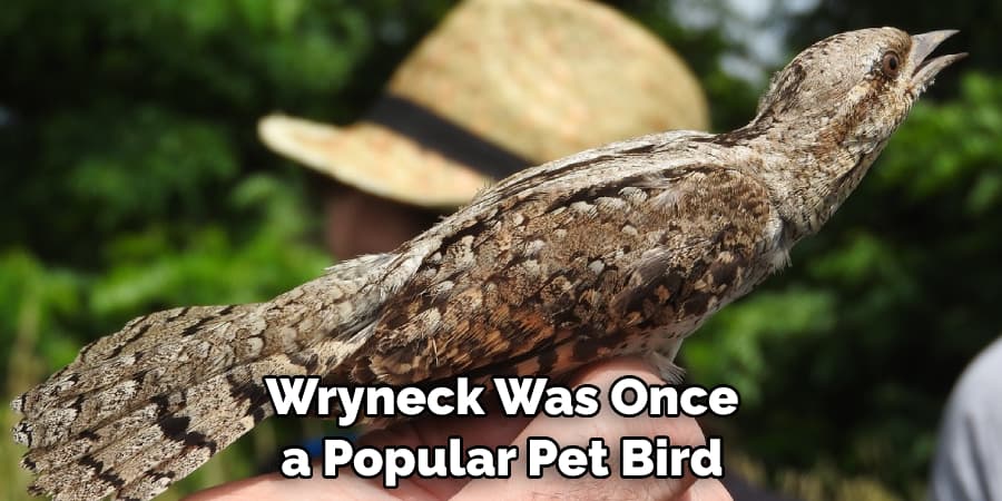 Wryneck Was Once a Popular Pet Bird