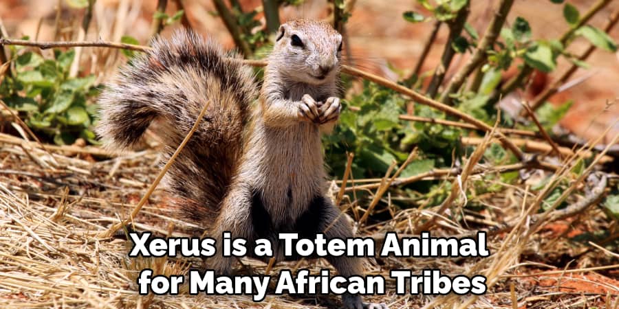 Xerus is a Totem Animal for Many African Tribes