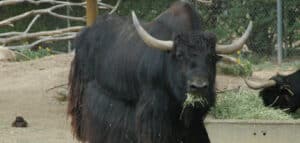 Yak Spiritual Meaning, Symbolism and Totem | Instructions