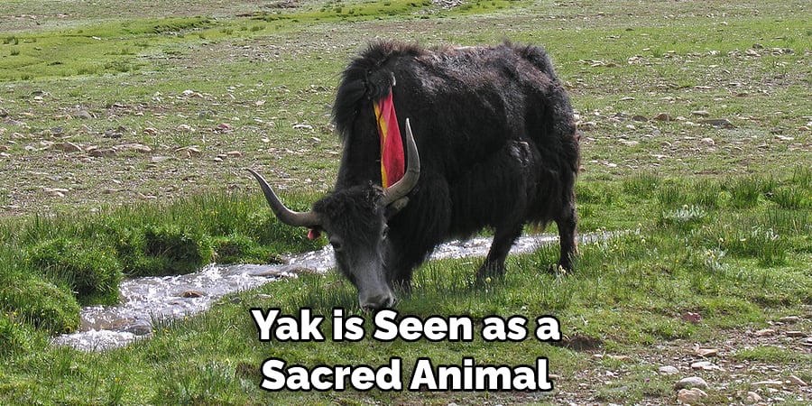 Yak is Seen as a Sacred Animal