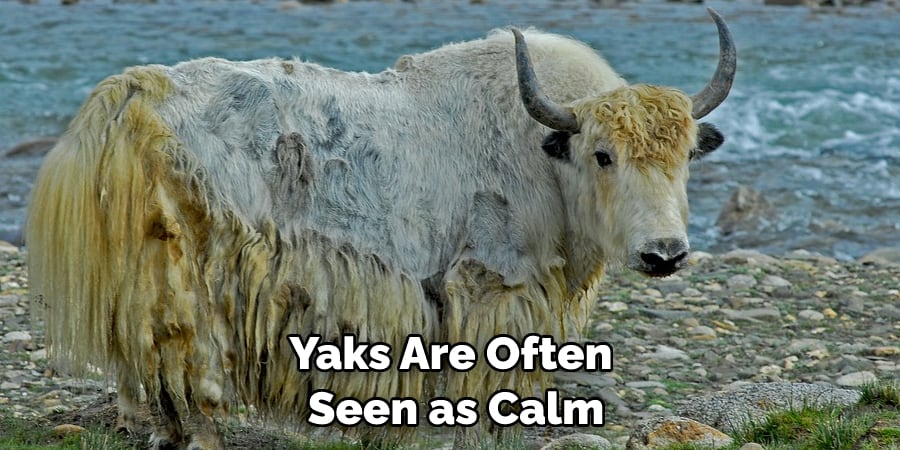 Yaks Are Often Seen as Calm