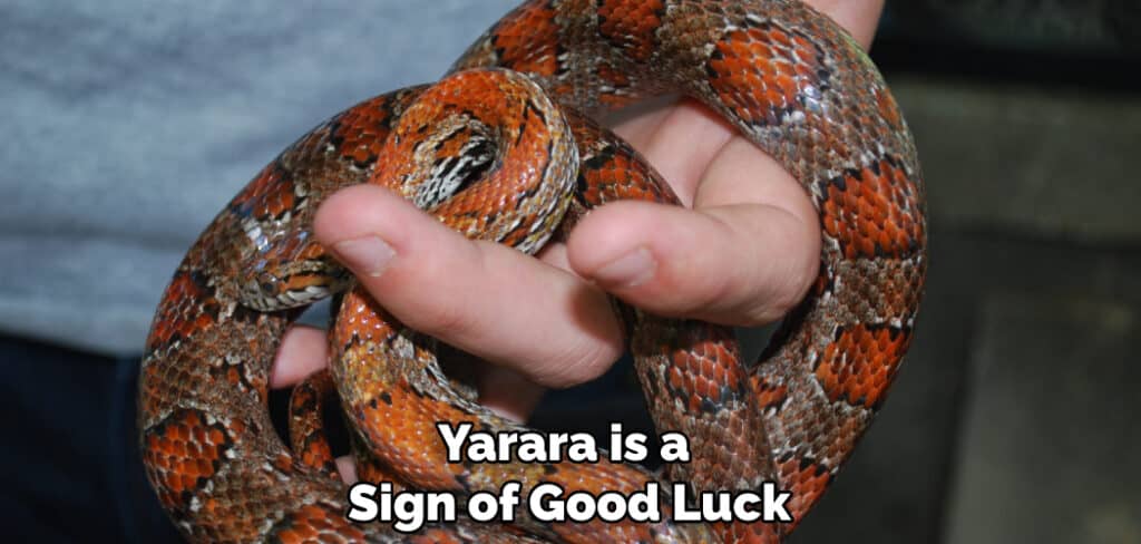 Yarara is a Sign of Good Luck