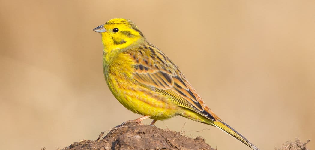 Yellowhammer Spiritual Meaning, Symbolism and Totem