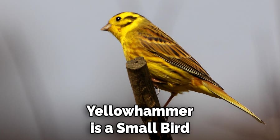  Yellowhammer is a Small Bird