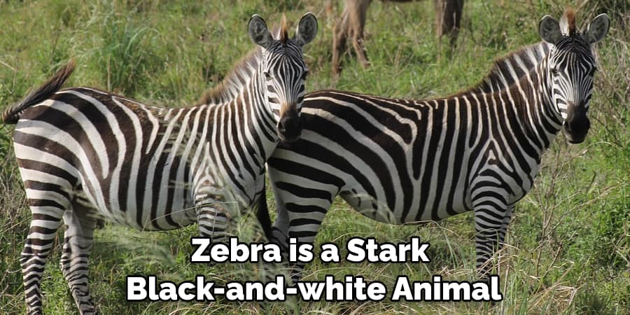 Zebra is a Stark Black-and-white Animal