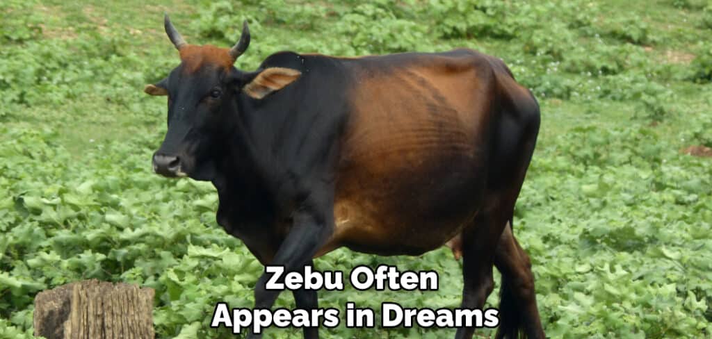 Zebu Often Appears in Dreams
