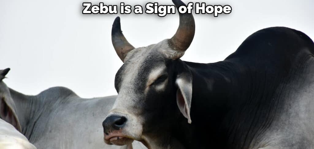 Zebu is a Sign of Hope
