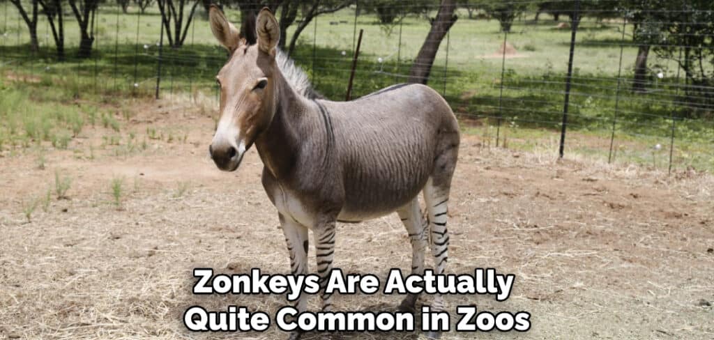 Zonkeys Are Actually Quite Common in Zoos