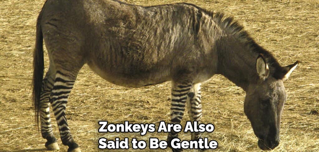 Zonkeys Are Also Said to Be Gentle