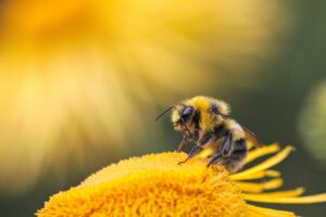 Bumblebee spiritual meaning