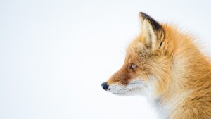 fox dream meaning