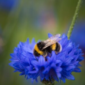 Bumblebee spiritual meaning