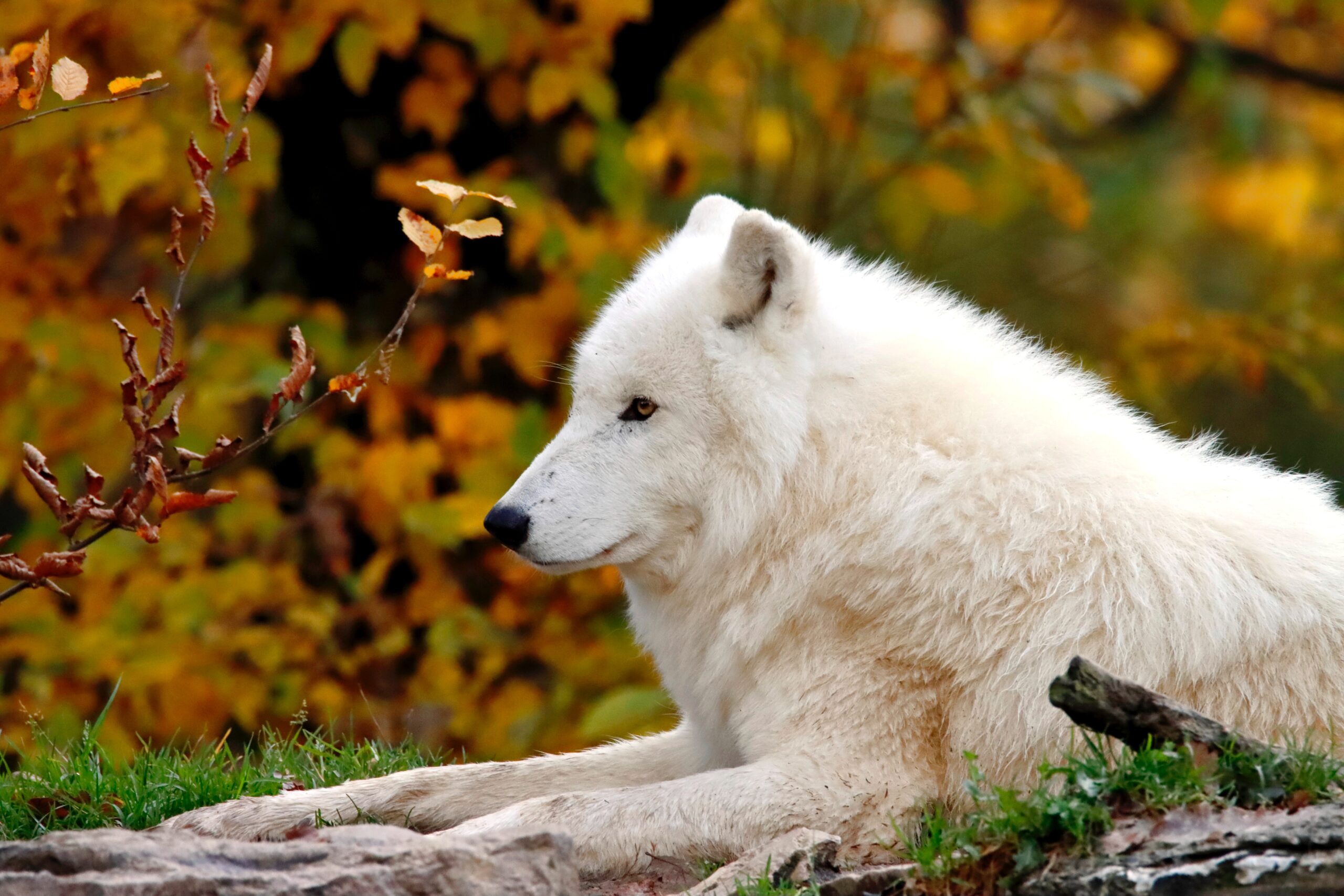 White Wolf Spiritual Meaning