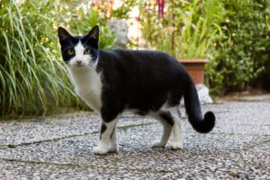 Black and white cat spiritual meaning